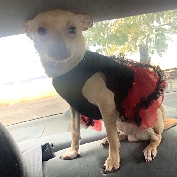 Meet your Posher, Lili - Picture 13 of 16